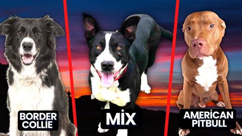 Border Collie Pitbull Mix Informations Sur La Race Borderbull Youtube