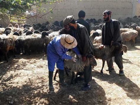 cchf project dutch committee  afghanistan