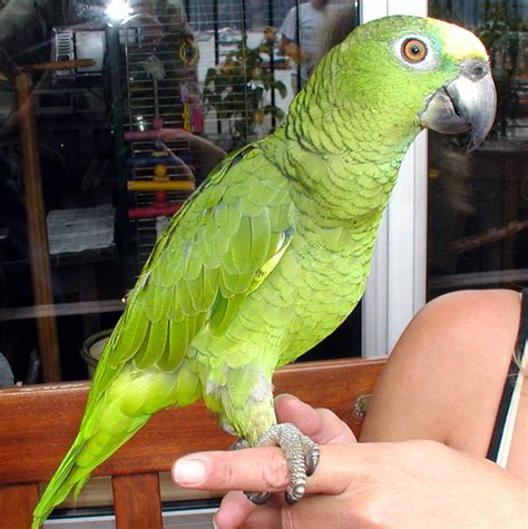 File:Amazon.parrot.arp.jpg - Wikimedia Commons