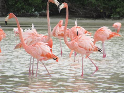 Celestún Mexiko Besuche Die Flamingos In Yucatan Tipps