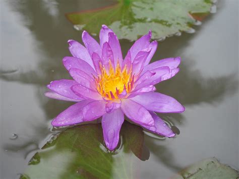 Nymphaea Turtle Island Violicious ISG HxT Water Lily Klong15 001