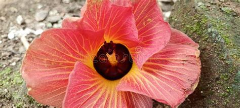 Hibiscus tiliaceus stock photo. Image of natural, nature - 312917362