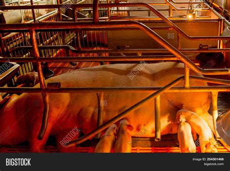 Swine Farming - Parent Image & Photo (Free Trial) | Bigstock