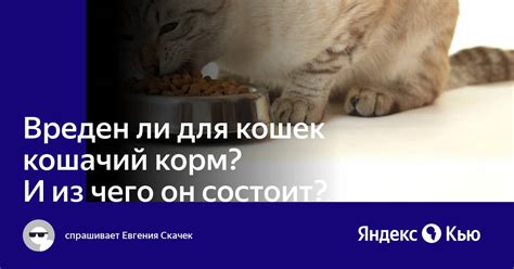 «Вреден ли для кошек кошачий корм?И из чего он состоит?» — Яндекс Кью