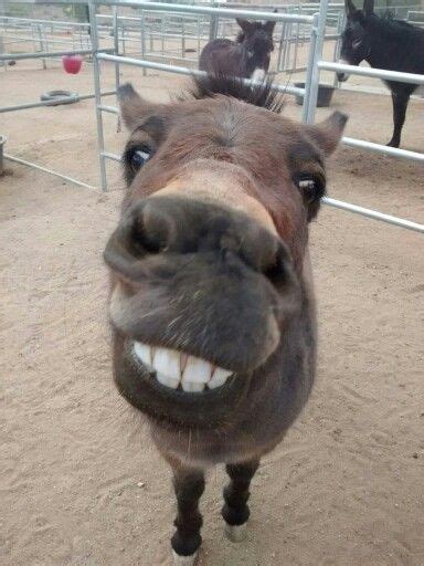 Donkey Smile Funny Donkey Pictures Donkey Funny Cute Donkey