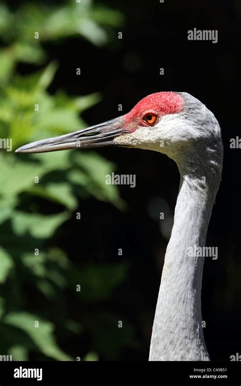 A Closeup Of The Head Of A Sandhill Crane Grus Canadensis Cape May