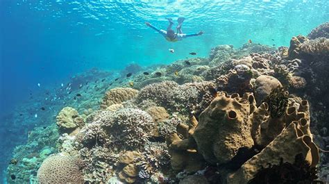 Mau Snorkeling Di Kepulauan Seribu Wajib Tahu Tempat Ini