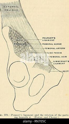 Anatomía descriptiva y aplicada Anatomía La arteria carótida