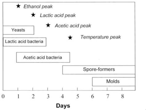 Schematic Of Microbial Succession During Cocoa Bean Fermentation