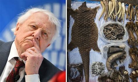 Chinas Pangolin Black Market Exposed In Bombshell David Attenborough