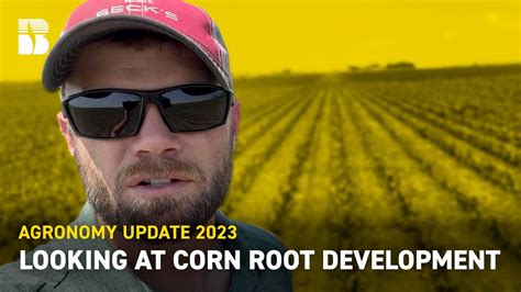 Looking At Corn Root Development Beck S Agronomy Update Youtube