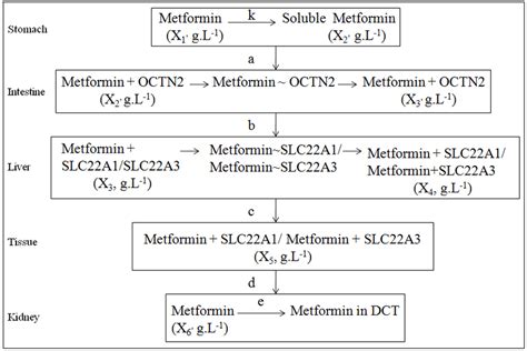 Schematic Diagram Of Pharmacokinetics Of Metformin Download