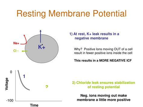 Ppt Excitable Membranes Powerpoint Presentation Free Download Id 6901675