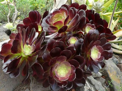 Aeonium Voodoo Giant Red Aeonium World Of Succulents