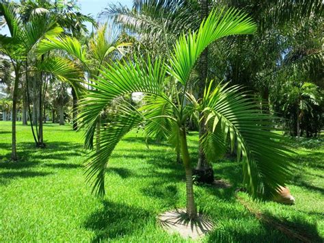 Уход за пальмой арека в домашних условиях: как посадить цветок Areca Palm
