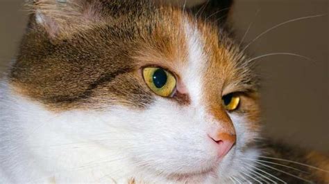 Anisocoria En Gatos Todo Lo Que Debes Saber Sobre Este Trastorno