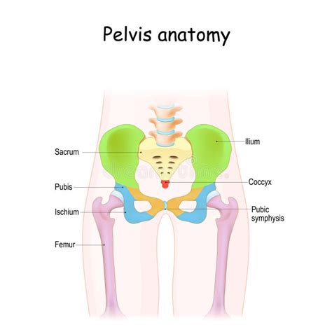 Onde Fica A Pélvis