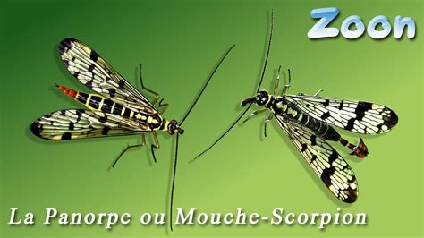 La Panorpe Ou Mouche Scorpion The Scorpion Fly YouTube