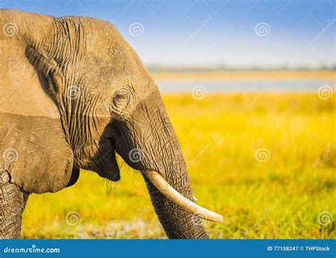 Smiling Elephant Africa Background Stock Image Image Of Animals