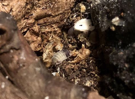 Empress Panda project coming along well ☺️ little Empress mancae are ...