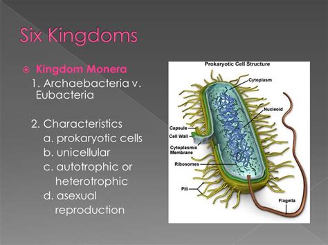 Archaebacteria Kingdom Examples