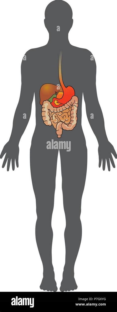 L Apparato Digestivo Umano Costituito Dal Tratto Gastrointestinale