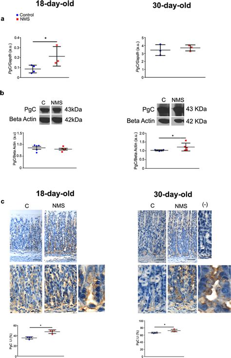 Nms Effects On Pepsinogen C At Gene Expression Pgc Protein Levels