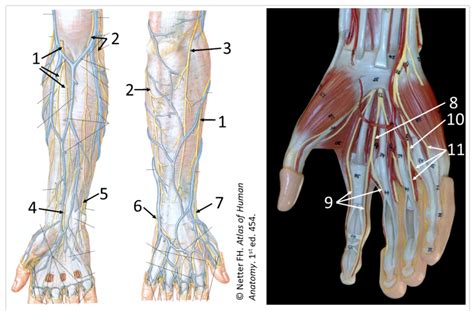 Cutaneous Nerves Of The Forearm And Hand Diagram Quizlet