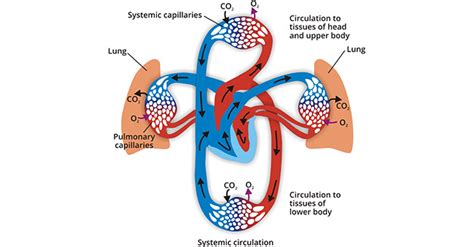 Get An Overview Of Cardiovascular Diseases Cvd Research Cusabio