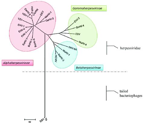 Phylogenetic Tree Based On The PUL15s Sequence Of 21 Herpesviruses And