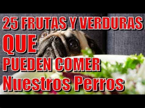 Ni te imaginas Descubre si los perros pueden comer nísperos y cuáles