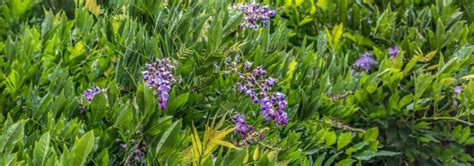 Pourquoi Ma Glycine Ne Fleurit Pas Promesse De Fleurs