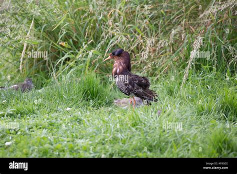 Male Ruff Displaying Uk Stock Photo Alamy