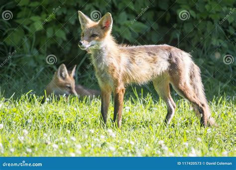 Female Red Fox With Its Young Stock Image Image Of Grassy Baby