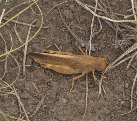 Speckle Winged Rangeland Grasshopper Arphia Conspersa P Flickr