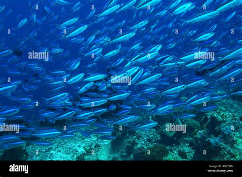 Large School Of Tropical Fish In Ocean Stock Photo Alamy