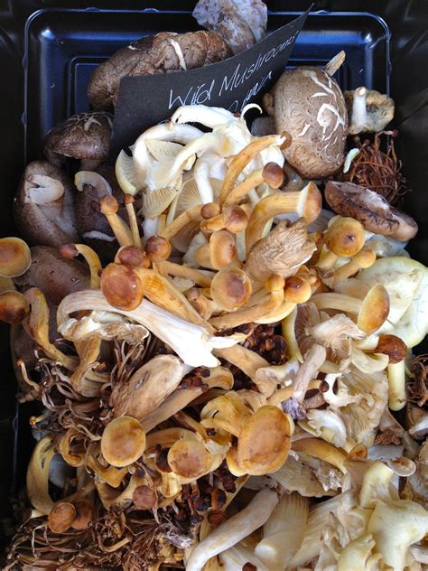 wild mushrooms | Wild mushroom recipes, Stuffed mushrooms, Wild mushrooms