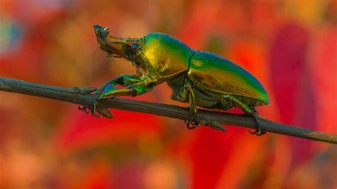 Most Beautiful Beetles