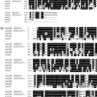 Alignment Of Deduced Amino Acid Sequences Of A D Ala D Lac Ligase