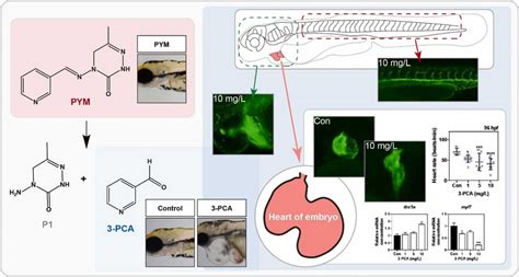 Developmental Toxicity Of A Pymetrozine Photo Metabolite