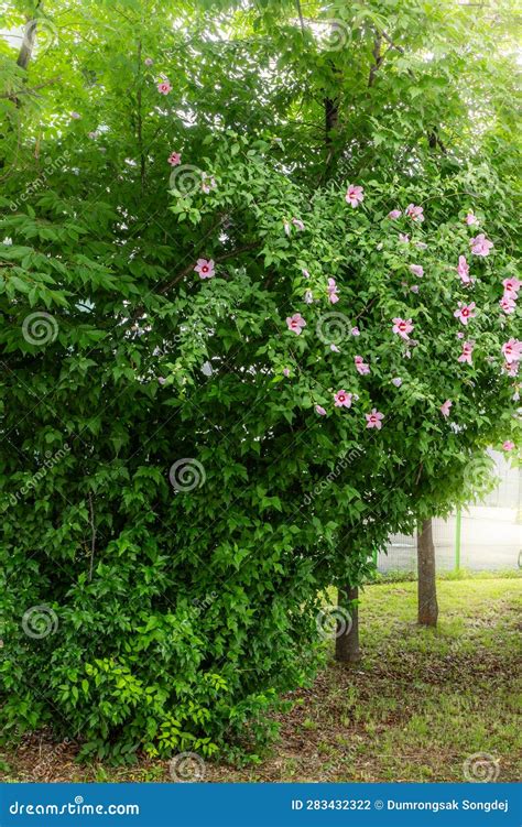 Tree Of The Korean National Flower The Rose Of Sharon Or Mugunghwa