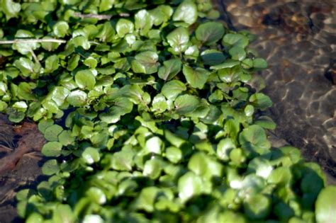 Wonderfully Wild Watercress Clean