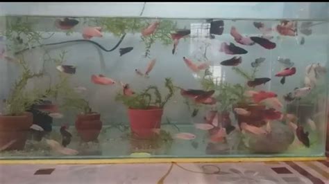 Can Two Female Betta Fish Live Together Expert Guide Betta Fish World