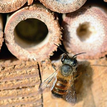 Comment Fabriquer Un Nichoir Pour Les Abeilles Solitaires Ou Sauvages