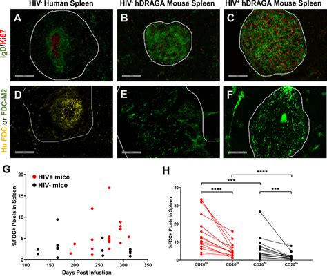 Frontiers Hiv Infected Humanized Draga Mice Develop Hiv Specific