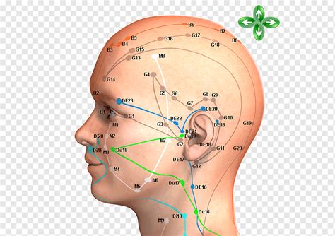 Acupuncture Facial Meridians Telegraph