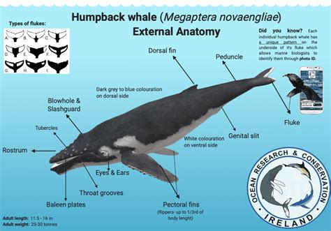 Humpback Whale Anatomy - Anatomy Book