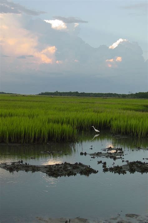 "Low Country Marsh Scene" was taken in a favorite place to photograph ...