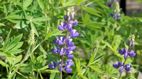 Hermosa Flor De Lupino Con Fondo Verde Tambi N Conocida Como Lupinus