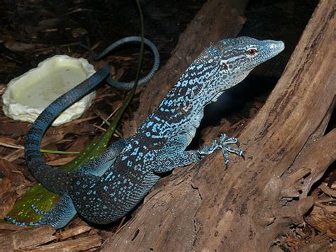 Blue Tree Monitor Facts and Pictures | Reptile Fact